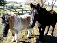 Caballos De Casa Grande