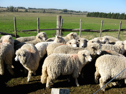 Corderos En El Corral