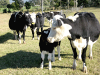 Vacas Holandesas En Casa Grande