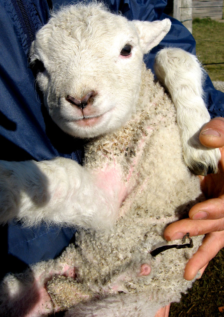 Corderito Recien Nacido En Brazos De Un Turista