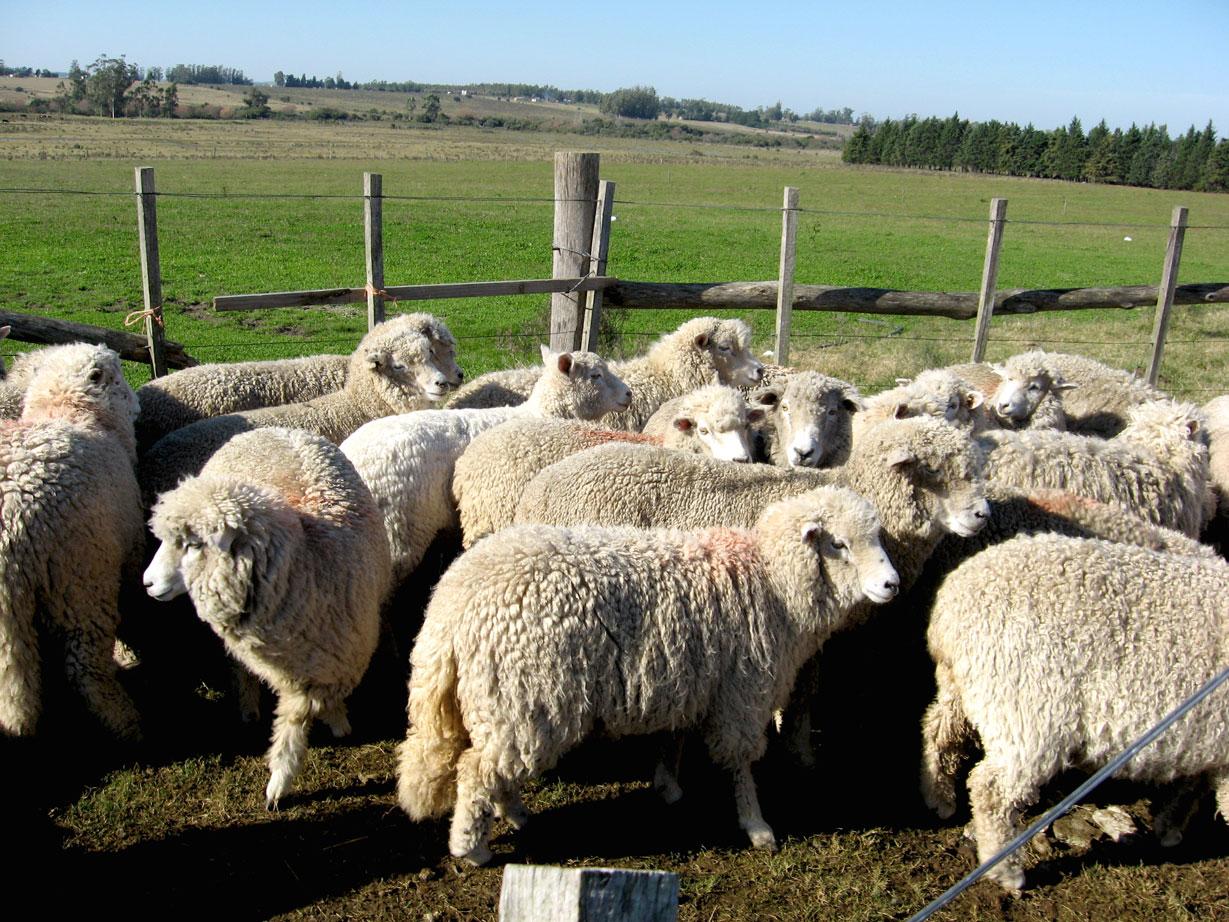 Corderos En El Corral